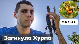 Хурма не приживається уже 3 роки! Загинула хурма. Відгуки! Агромаркет, Біосад, Артем Борисович.