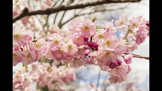 My Photography Journey of 2024 (#15) | Branch Brook Park Cherry Blossom