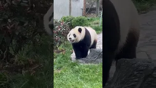 Let’s watch the handsome giant pandas together. #熊猫 #animals  #panda  #cute  #tiktok