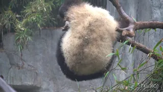 2 minutes of pandas falling down