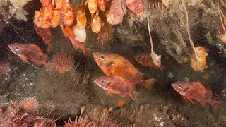 The Redfish Rebound