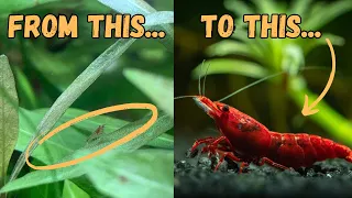The Fascinating Journey of Cherry Shrimp: A Complete Lifecycle Guide