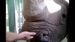 Носорог Арчи. Кормление животных в Зоопарке 12 месяцев.