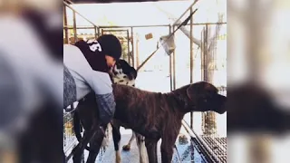 Sperm collection on male Great Dane ( high speed video)