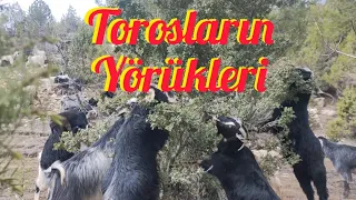 Torosların Yörükleri