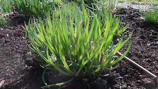 The Onion Garden Chicago at the Ringve Botanical Garden on 3rd May 2024