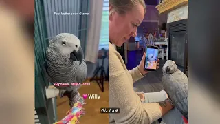 Gizmo Reacts to His Bird and Human Friends Positive Message