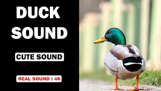 Real Duck Sounds | High Quality | Cute Duck Experience! | 4K