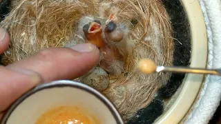 Hand Feeding Baby Canary's 20220306