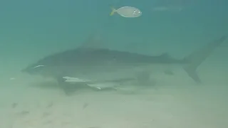 Tiger Shark in the FL Panhandle