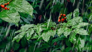 Heavy Rain in Forest | Sounds for Sleeping