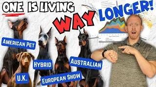 Doberman Lifespan Bombshell: One Type of Doberman is Outliving the Rest!