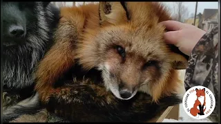 Лисы из Новолисья. Чем мы занимаемся🦊🦊🦊