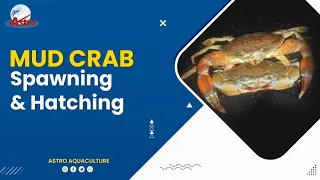 Mud Crab Spawning & Hatching - Astro Aquaculture