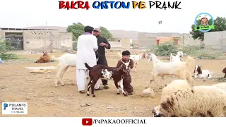 Bakra Qiston Pe Prank   By Nadir Ali And Rizwan In   P4 Pakao   2018   YouTube