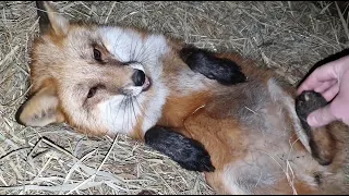 Alice fox. Biting games in the hay.