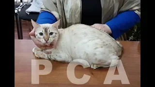 Бенгальская кошка. Выставка кошек PCA on-line.