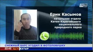 Снежный барс угодил в фотоловушку в Восточном Казахстане