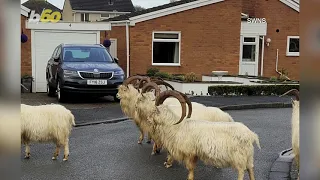 Goat Away! UK Town Plagued by Roaming Packs of Goats Whose Numbers Grow Larger!