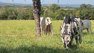 Dia de Roça - Rancho LR