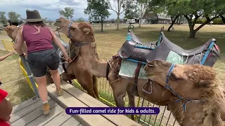 Unforgettable Day Trip to Summer Land Camels: Australia's Largest Camel Farm & Dairy!