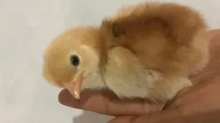 2 days old Rhode Island Red 🐥