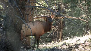 Bowhunt for Elk 'NON-Professionals' Full Draw Archives 2011