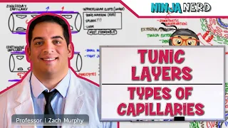 Cardiovascular | Tunic Layers & Types of Capillaries