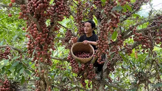 Harvesting Wild Grapes In The Forest Goes to the market sell, Vàng Hoa