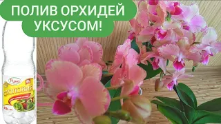 ПОЛЕЙ орхидеи УКСУСОМ🍏! корней ВОРОХ, бутонов ОХАПКА! орхидеи цветут НЕМЫСЛИМО! кислый💚 ПОЛИВ!