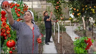 Secrets of Greenhouse Gardening Revealed! (1 Week Experiment)