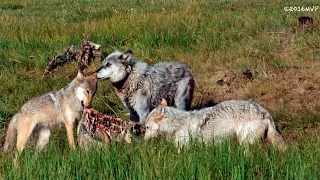 Wildlife Photography - Wolves in the "Wild"  Yellowstone / Tetons / Jackson Hole