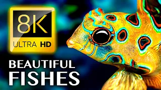 Uncovering the Most Beautiful Fishes in the Ocean 8K VIDEO ULTRA HD