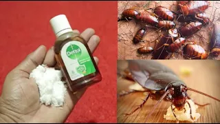 HOW TO KILL COCKROACH JUST 5 MINUTE || NATURAL HOME REMEDY | Mr. Maker