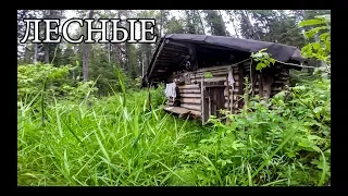 ЛЕСНАЯ ИЗБА (20 ЛЕТ CПУСТЯ) | новая печь и крыша, рыбалка на дикой реке (+18)