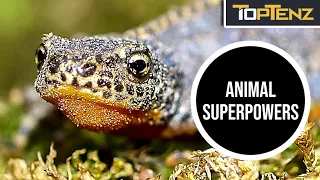 Incredible Superpowers of the Animal Kingdom