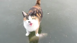 A cat aims for the carp iniside of ice