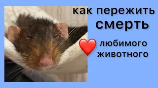 Как пережить болезни, старость и смерть любимой крысы