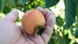 Persimmons - Meet the Cultivar - 01 - Yates (Diospyros virginiana) American Persimmon