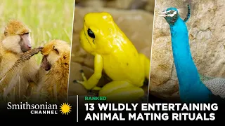 13 Wildly Entertaining Animal Mating Rituals 😍 Smithsonian Channel