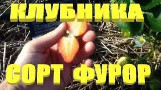 РЕМОНТАНТНАЯ КЛУБНИКА.Клубника сорт Фурор