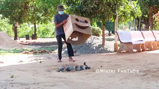 Wow !! New Prank | Super Huge Box Prank on 2 Sleeping Dog | Very Funny Video |Try to stop Laugh