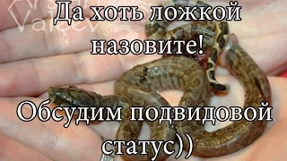 Что такое подвиды?