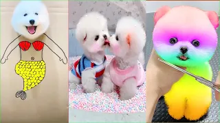 Tik Tok Chó Phốc Sóc Mini 😍 Funny and Cute Pomeranian #289