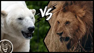 Polar Bear Broke the Lion Back! / Polar Bear VS Lion