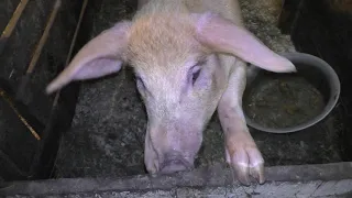 Потери и прибыль в свиноводстве. Глубокая подстилка для свиней и кур//Жизнь в деревне