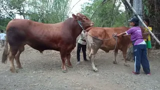 Dallas Cowboys carolina en la ciudad caballos criador Quick Cow Image Horse and bull meeting