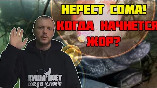 Когда НЕРЕСТ СОМА? Не пропустите ЖОР!