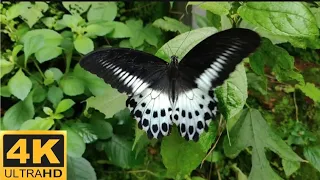 Most Beautiful Butterflies On Planet Earth 4K Ultra HD|