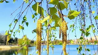 ПРЕКРАСНАЯ МЕЛОДИЯ ВЕСНЫ🌿Сергей Чекалин🎼🎹🎶 Музыка для души 🌸 ЛАСКОВЫЙ МАЙ✨релакс